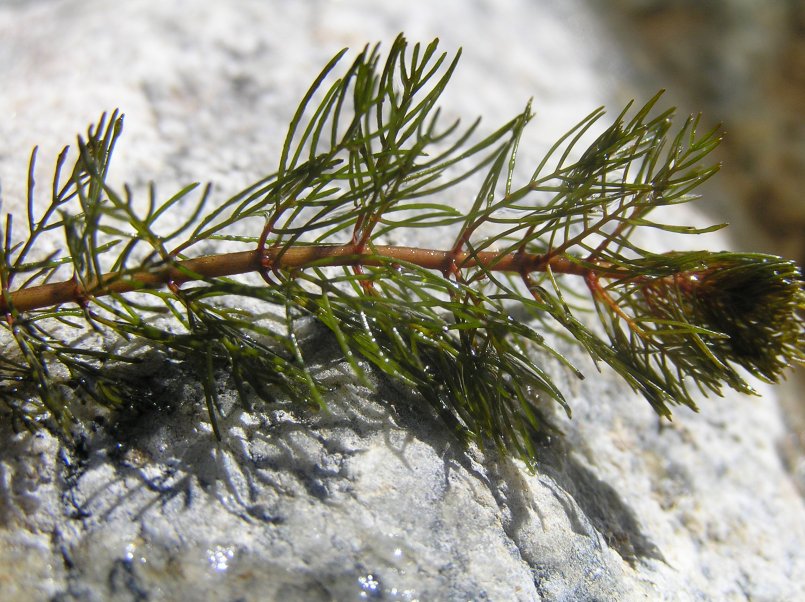 Myriophyllum sp.e Myriophyllum spicatum